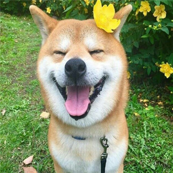 柴犬情侣头像一左一右_WWW.TQQA.COM