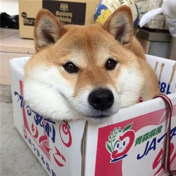 柴犬情侣头像一左一右_WWW.TQQA.COM