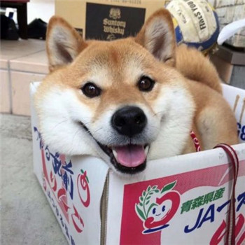 柴犬情侣头像一左一右_WWW.TQQA.COM
