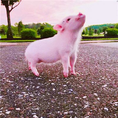 猪的微信头像图片大全可爱超萌_WWW.TQQA.COM