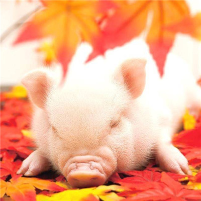 猪的微信头像图片大全可爱超萌_WWW.TQQA.COM