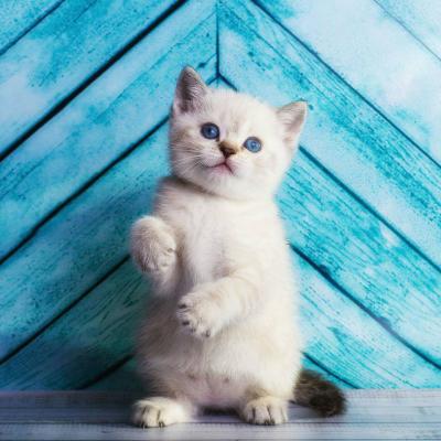 微信动物头像小猫咪可爱超萌_WWW.TQQA.COM