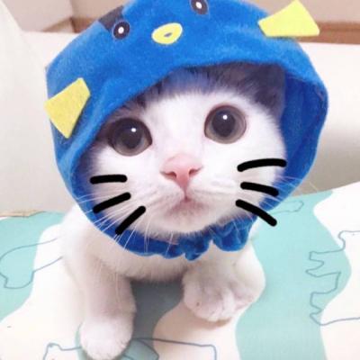 微信动物头像小猫咪可爱超萌_WWW.TQQA.COM