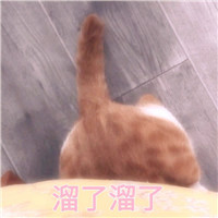 小猫头像图片大全可爱_WWW.TQQA.COM