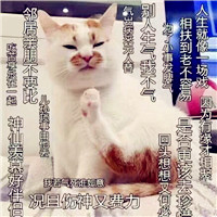 小猫头像图片大全可爱_WWW.TQQA.COM