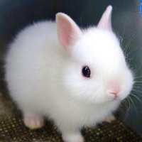 小小兔子微信头像_WWW.TQQA.COM