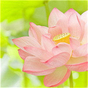 适合做头像的花朵头像_WWW.TQQA.COM