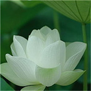 适合做头像的花朵头像_WWW.TQQA.COM