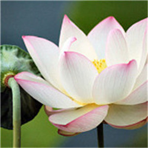 适合做头像的花朵头像_WWW.TQQA.COM