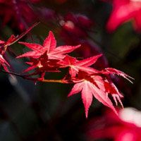 红枫叶头像_WWW.TQQA.COM