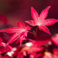 红枫叶头像_WWW.TQQA.COM