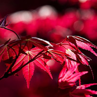 红枫叶头像_WWW.TQQA.COM