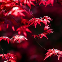 红枫叶头像_WWW.TQQA.COM