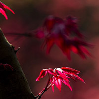 红枫叶头像_WWW.TQQA.COM