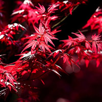 红枫叶头像_WWW.TQQA.COM
