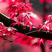 红枫叶头像_WWW.TQQA.COM