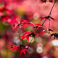 红枫叶头像_WWW.TQQA.COM