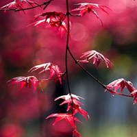 红枫叶头像_WWW.TQQA.COM