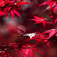 红枫叶头像_WWW.TQQA.COM