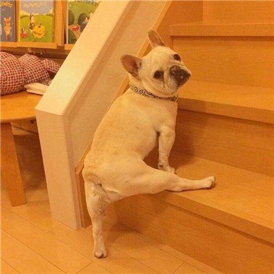 可爱狗狗情侣头像图片_WWW.TQQA.COM