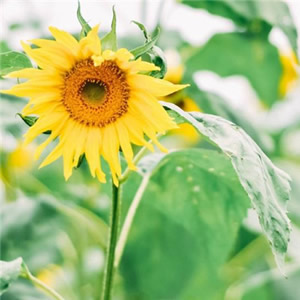 微信头像淡雅清新_WWW.TQQA.COM