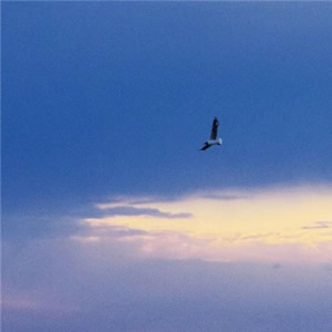 微信头像淡雅清新_WWW.TQQA.COM