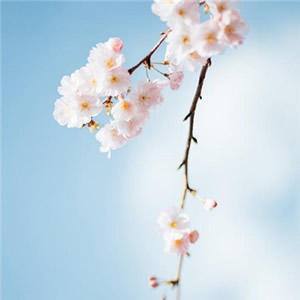 微信头像淡雅清新_WWW.TQQA.COM